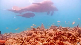 three manatees fish swimming reef blue water corals