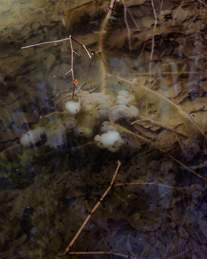 a creek with leaves and sticks and tadpoles.