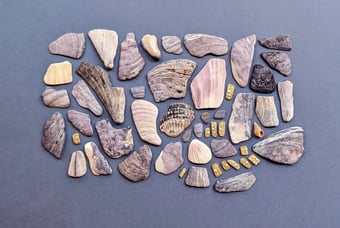 flatlay image of an organized assortment of mussell seashells against a purple background