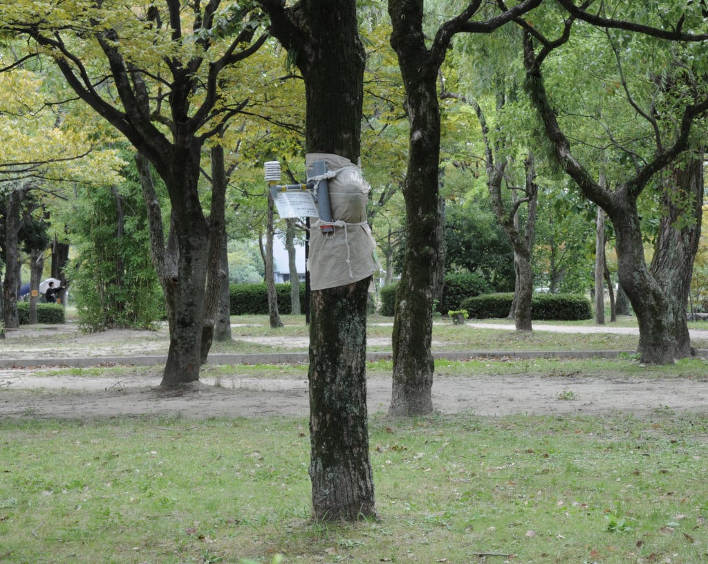 A-bombed Tree with Monitoring Device, Hiroshima, Japan, 2013, elin o'Hara slavick