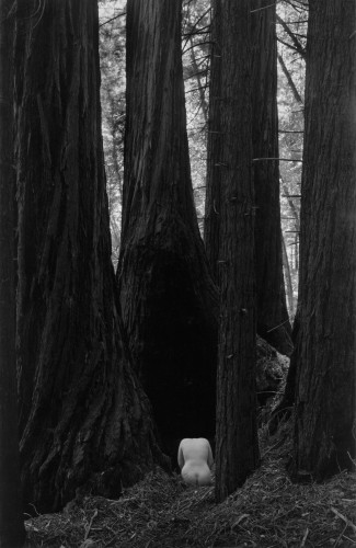 Wynn Bullock (American, 1902–1975), Nude Torso in Forest, 1958, gelatin silver print, 9 1/2 x 6 1/4in., Collection of Barbara and Gene Bullock-Wilson. © Bullock Family Photography LLC. All rights reserved.