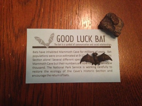 Good Luck Bat from the Mammoth Cave excursion, 2014. (Photo: Sherri Caudell)