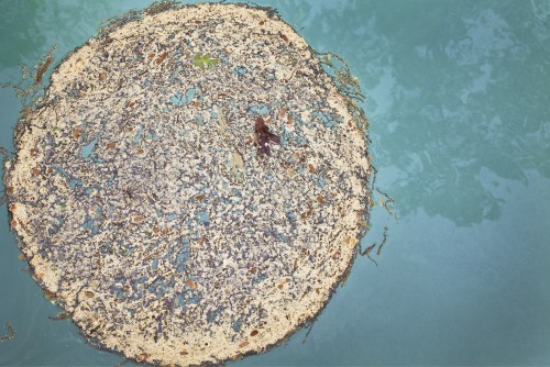 Lucinda Bunnin, Detritus in Pool.