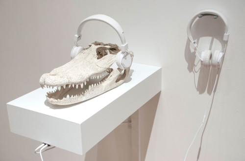 Tuning into the Crocodilian Brain, 2014. Sergio Vega, American, born Argentina, 1959. Gator skull, headphones, sound recording (15 minutes).