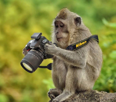 monkey-with-camera