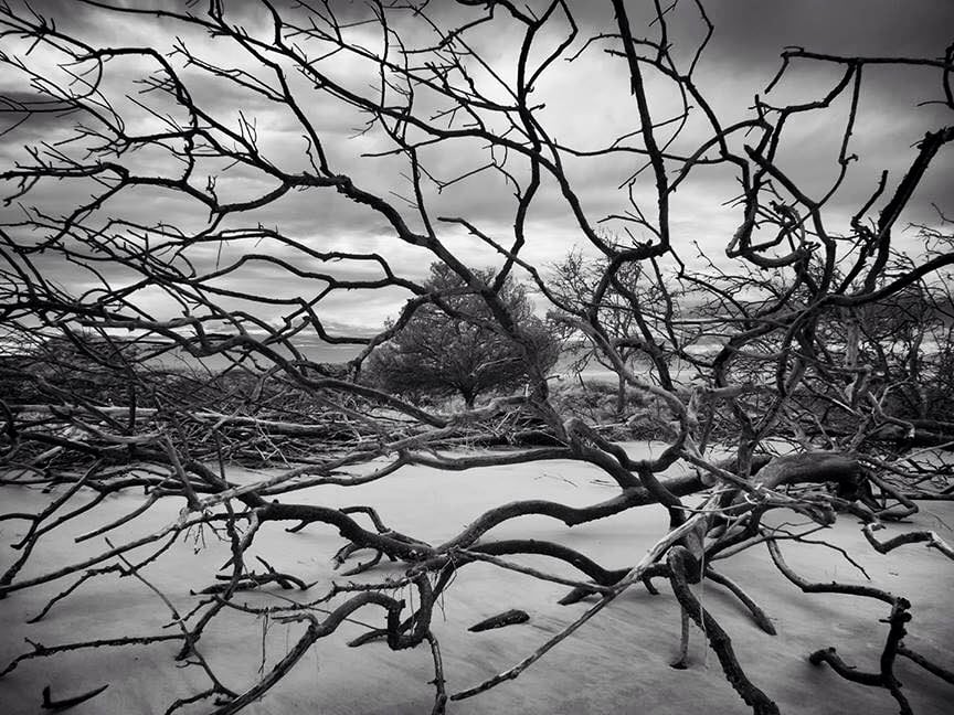 driftwood branches on a high-contrast black and white beach