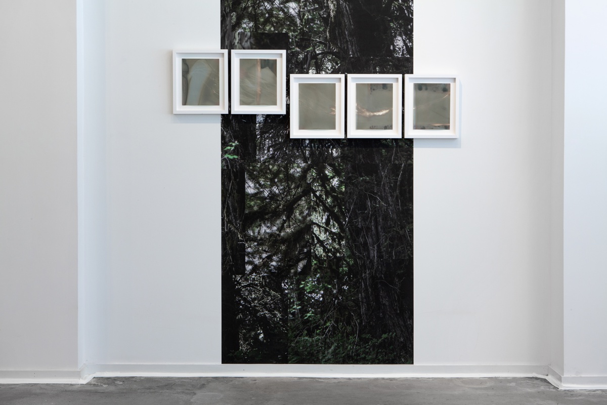 framed photographs of tree branches
