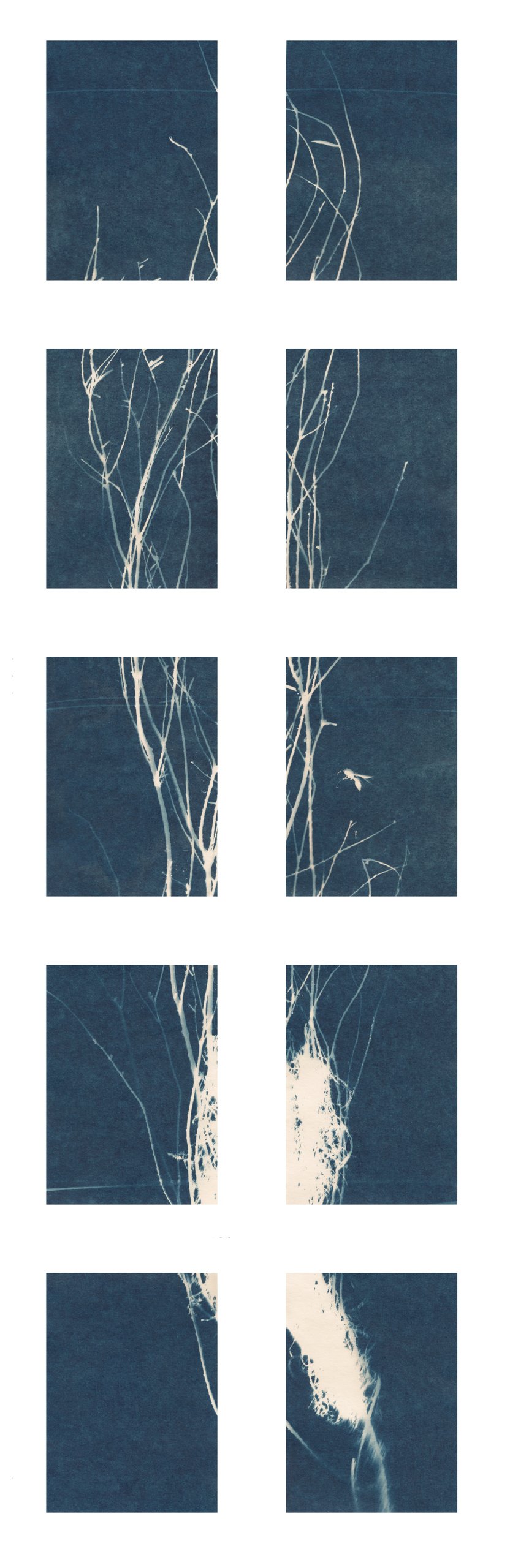 a series of small blue images of yew branches