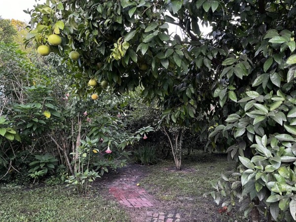 open green area with fruit trees