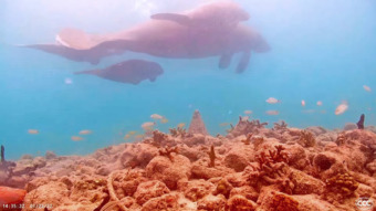 three manatees fish swimming reef blue water corals