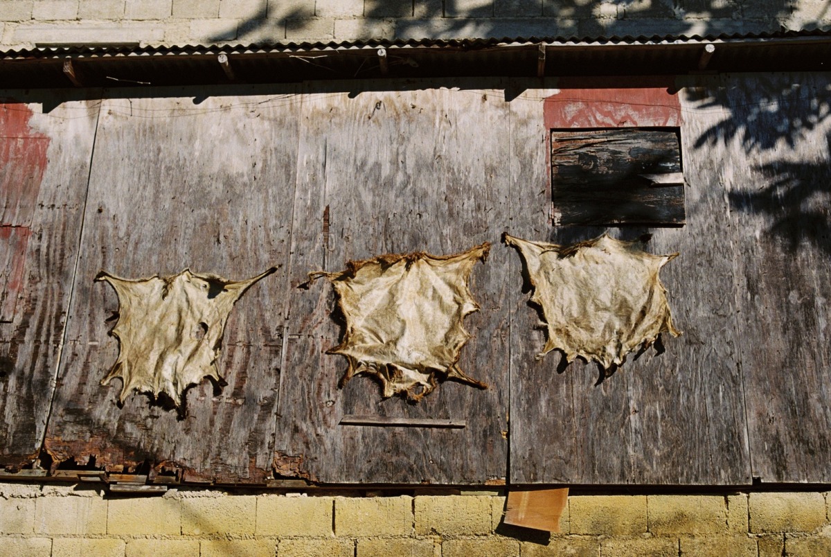 Animal skins drying in preparation of drum construction.