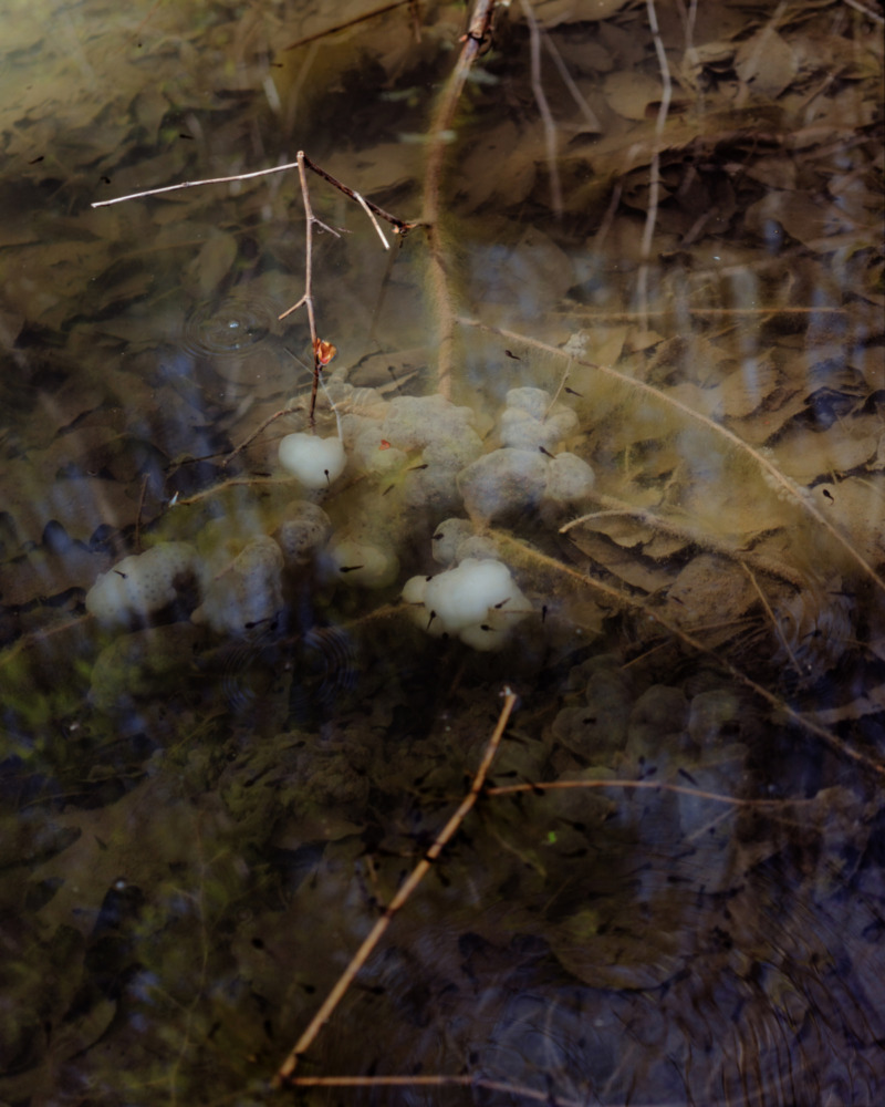 a creek with leaves and sticks and tadpoles.
