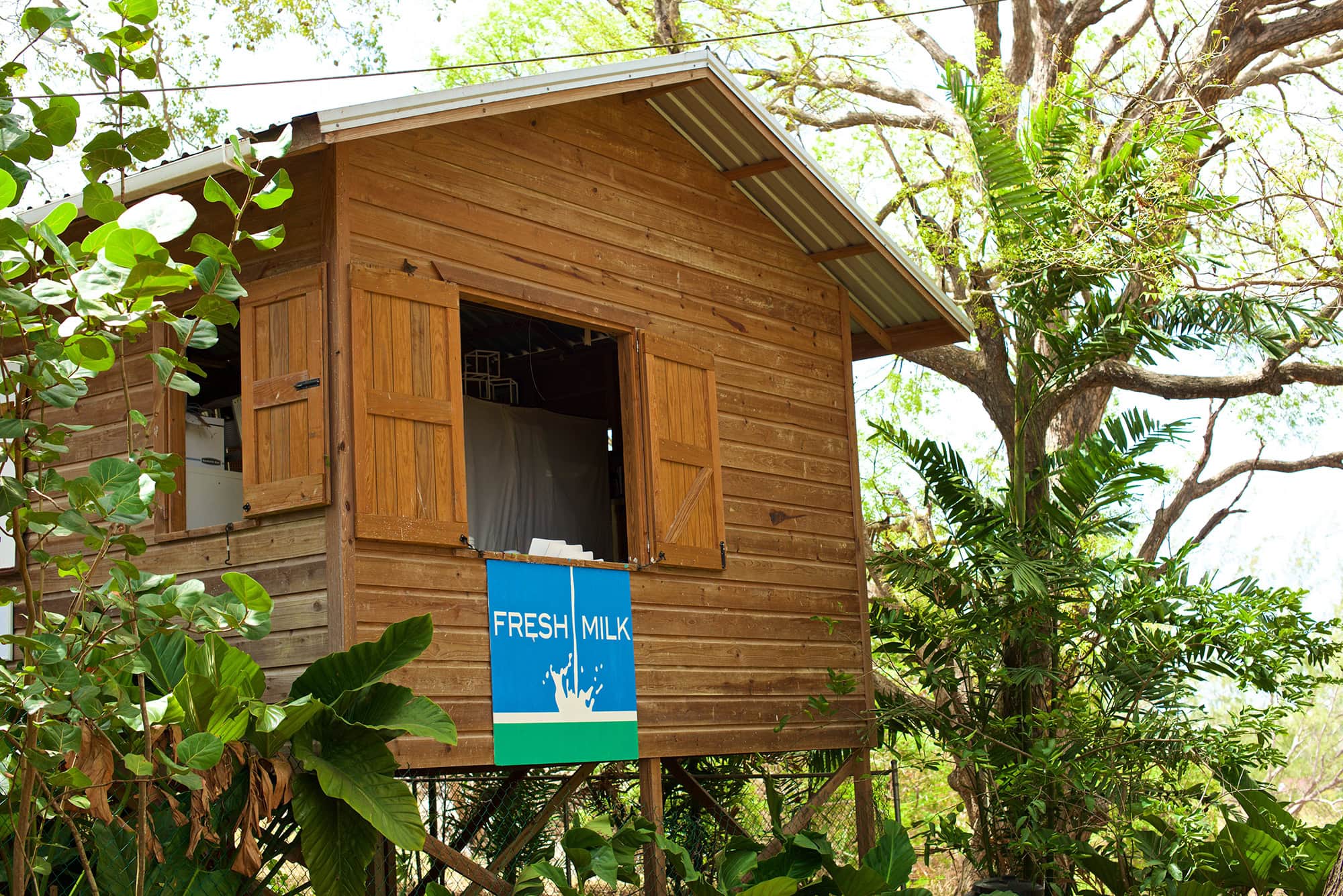 Fresh Milk (Barbados)