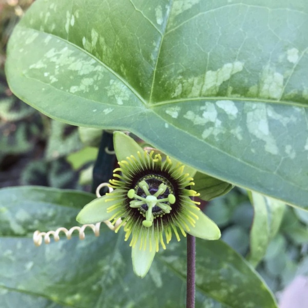 moodring_wp_268