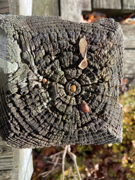 moodring_wp_5-scaled